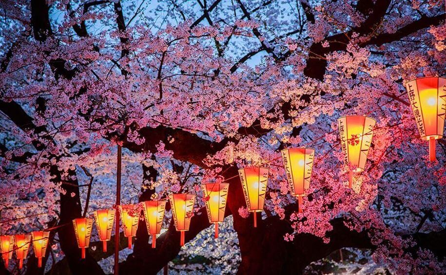 Pesona Musim Gugur di Kyoto: Keindahan Daun Momiji yang Memikat Hati