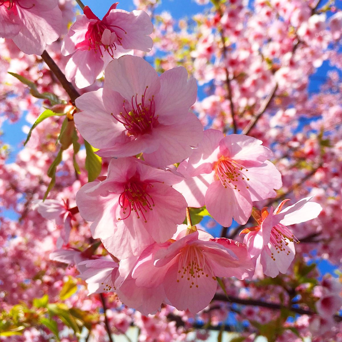 Pesona Hanami: Menyambut Keindahan Sakura di Jepang
